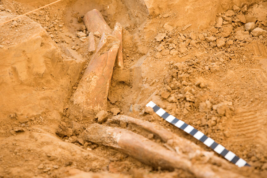 A shattered leg bone at discovered in 2019 at Mont-Saint-Jean showing Battle damage